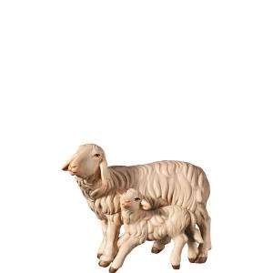 A-Sheep and lamb standing  